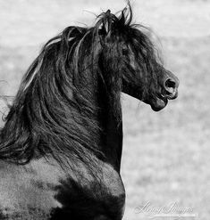 a black horse with long hair standing in the grass