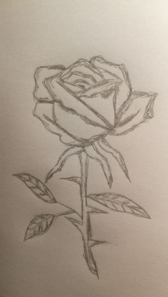 a pencil drawing of a rose on paper