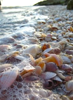 many seashells are gathered together on the beach