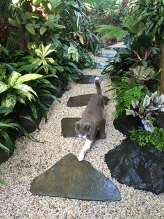 a cat is walking in the middle of a garden with rocks and plants around it