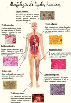 an image of the human body and its functions in spanish language, with pictures of different organs