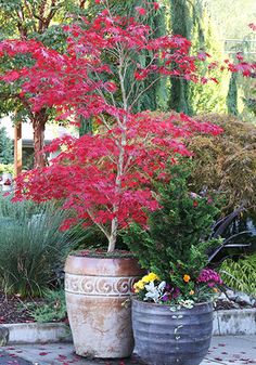 two large planters with red flowers in them