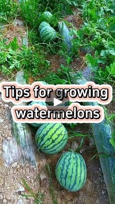 several watermelons sitting on the ground next to each other with text that reads tips for growing watermelons