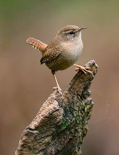 a small bird perched on top of a tree branch