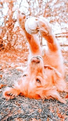 a dog is playing with a ball in the grass and some leaves on the ground