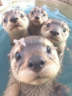 four otters are swimming in the water and one is looking up at the camera