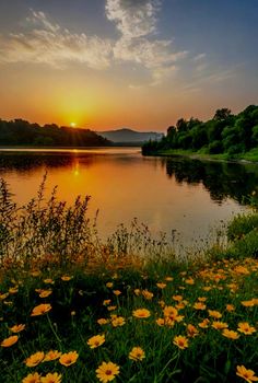 the sun is setting over a lake with wildflowers