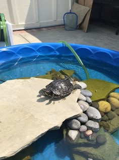 a turtle sitting on top of a rock in a blue pool with rocks and gravel