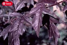 purple leaves on a tree in the forest