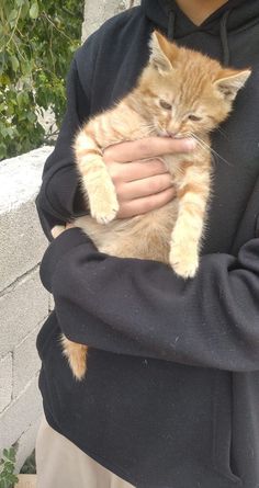 a person holding a small kitten in their arms while wearing a black hoodie and khaki pants