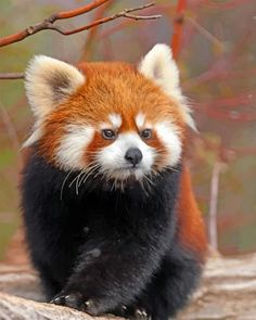 a red panda bear sitting on top of a tree branch with its eyes wide open