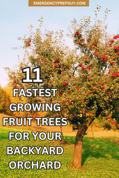 A lush apple tree laden with fruit in a backyard orchard, illustrating prepper garden ideas focused on gardening for self-sufficiency. Low Maintenance Fruit Trees, Small Fruit Tree Orchard, Mini Backyard Orchard, Fruit Trees For Small Gardens, Fruit Tree Backyard Landscape, Easy Fruit Trees To Grow, Orchard Landscape Design, Starting An Orchard, Fruit Tree Planting Guide