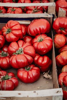 several boxes filled with lots of red tomatoes