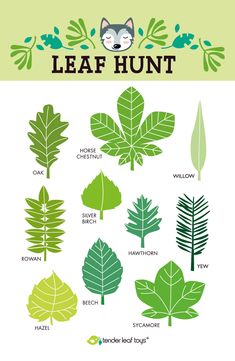 the leaf hunt poster shows different types of leaves