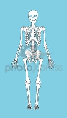 the skeletal skeleton is shown in this blueprinted image, which shows the lower half of