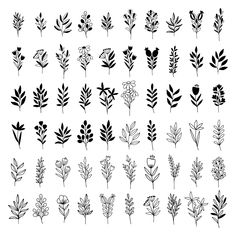 various types of plants and leaves drawn in ink on paper, each with different colors