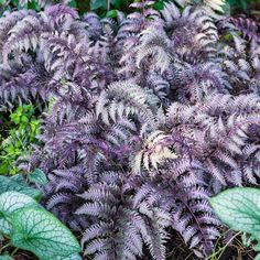 purple flowers and green leaves in the grass