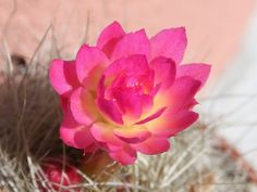 a pink flower in the middle of a cactus