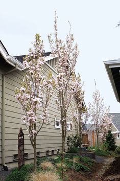 the tree is blooming in front of the house and on the side of the building