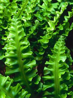 green leaves are growing in the garden