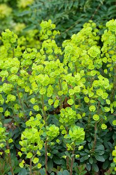 some green plants that are growing in the dirt