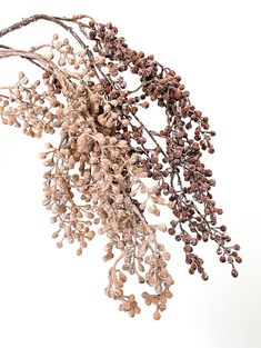 a branch with lots of brown and white berries hanging from it's branches, against a white background