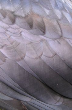 a close up view of a bird's feathers and body, it looks like something from another world