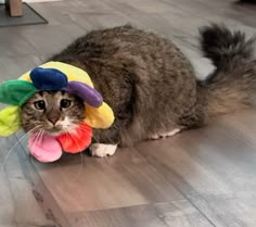 a cat wearing a clown hat on the floor with it's tail curled up