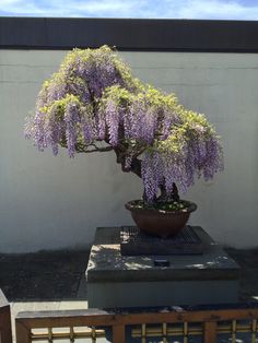 a potted plant with purple flowers sitting on top of a cement block in front of a white wall