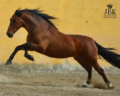 a brown horse is galloping in the dirt near a yellow wall with writing on it