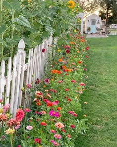 a row of colorful flowers next to a white picket fence