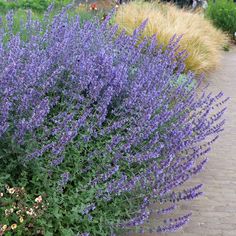 purple flowers are growing on the side of a sidewalk