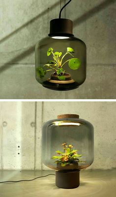 two different views of a plant in a glass vase with wires attached to the ceiling