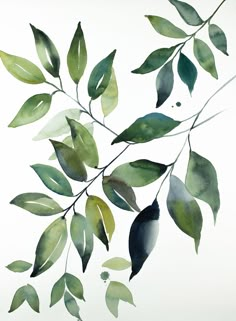 watercolor painting of green leaves on white background