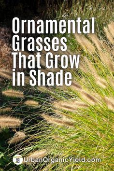 grass with the words ornamental grasses that grow in shade