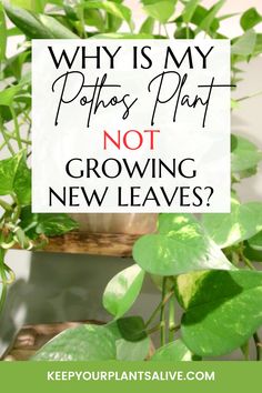 a potted plant with the words why is my potato plant not growing new leaves?