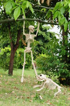 a skeleton is hanging from a tree branch with another skeleton in the grass behind it