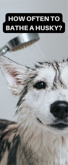 a dog is getting his head washed in the shower