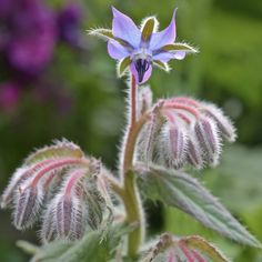 a purple flower with red and white stripes on it's petals is in the foreground