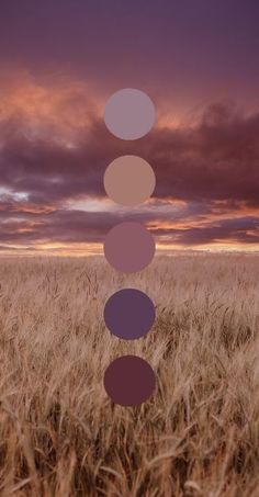 a field with tall brown grass under a cloudy sky and five circles hanging from it's sides