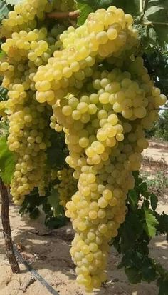 the grapes are ready to be picked in the vineyard