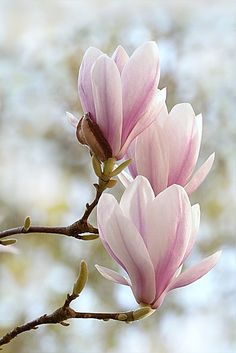 two pink flowers are blooming on a tree branch