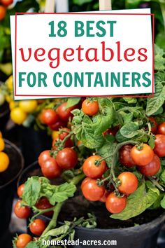 Container gardening is a great way to grow fresh vegetables. It takes less weeding and work than in ground gardens. Try these 18 best vegetables for container gardens to get your plants started right. Bucket Planting, Vegetable Container Gardening, Garden In Florida, Growing Hacks, Easy To Grow Plants, Growing Food Indoors, Growing Vegetables In Pots, Best Vegetables, Edible Gardening