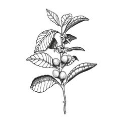 Coffee Art Diy, Coffee Art Painting, Plant Tattoo, Coffee Wallpaper, Engraving Illustration