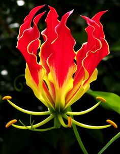 a red and yellow flower with green leaves in the backgrounnds on a dark background