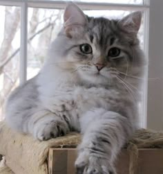 a cat sitting on top of a box near a window