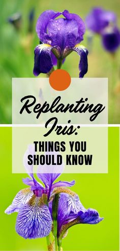 purple flowers with the words replanting iris things you should know