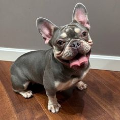 a small gray dog sitting on top of a hard wood floor next to a wall