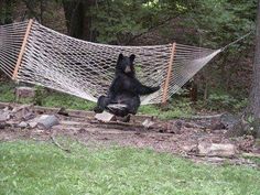 a black bear sitting in a hammock with the caption time to chill