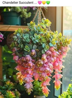 a hanging plant with pink and green flowers in the middle of some potted plants